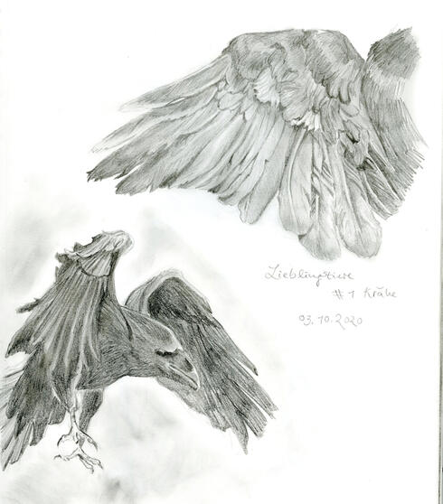 a crow study